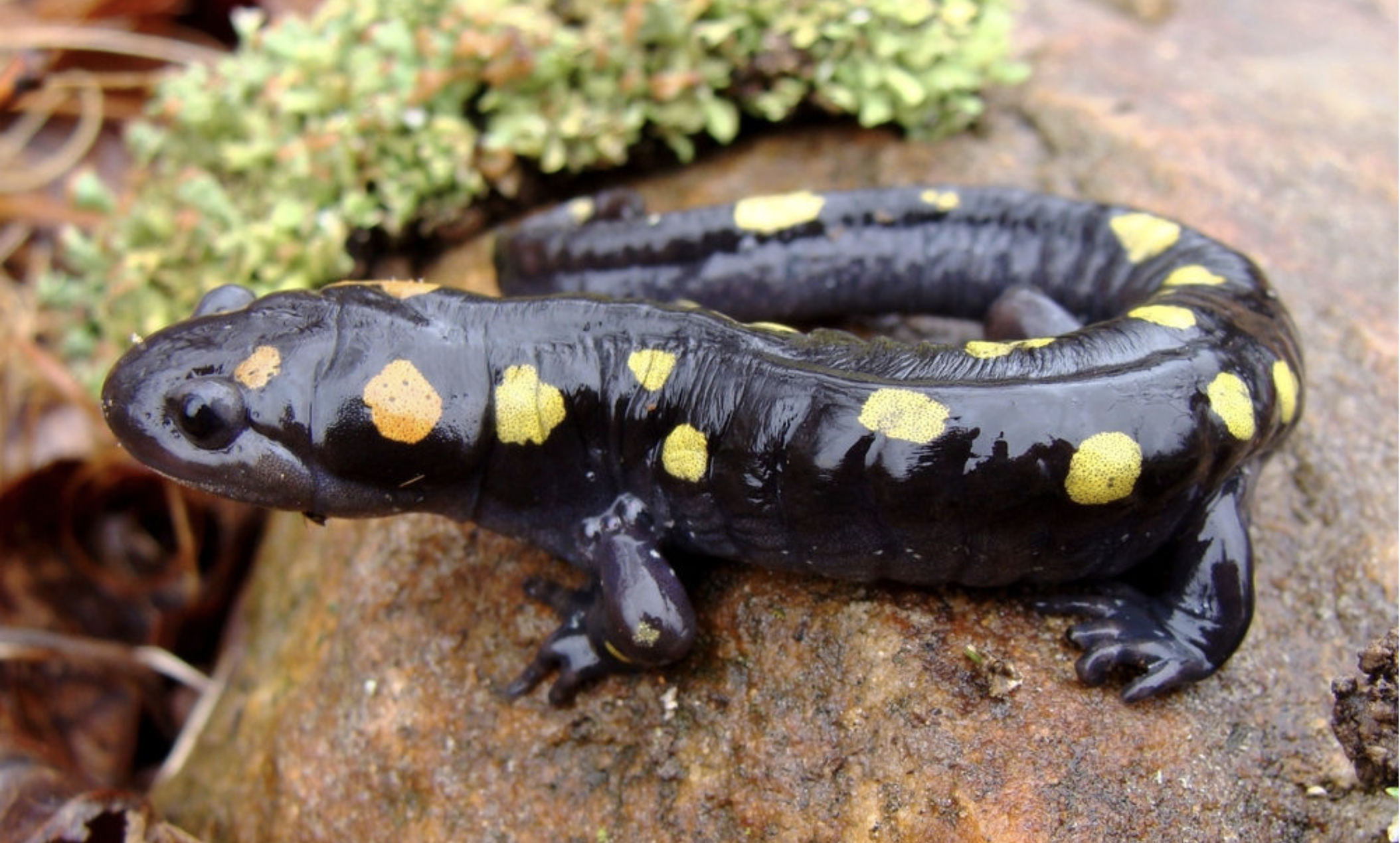 Why Salamanders? - FBRA